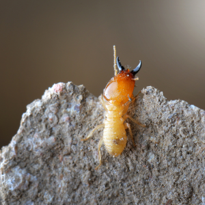 Expenses for Termite Inspections In Texas