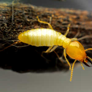 How Much Do Termite Inspections Cost In Texas