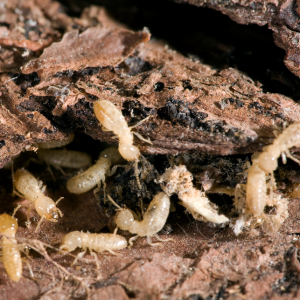 How Much Termite Inspections Cost In Texas