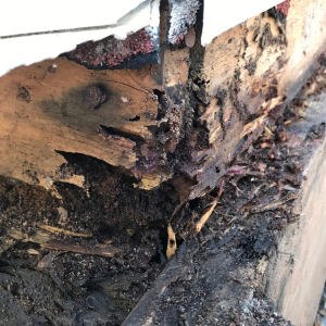 Price for Termite Inspections In Texas