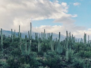 Hiring An Agent To Sell Your Mobile Home In Phoenix