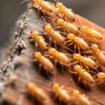 Selling house with termite damage Clearwater
