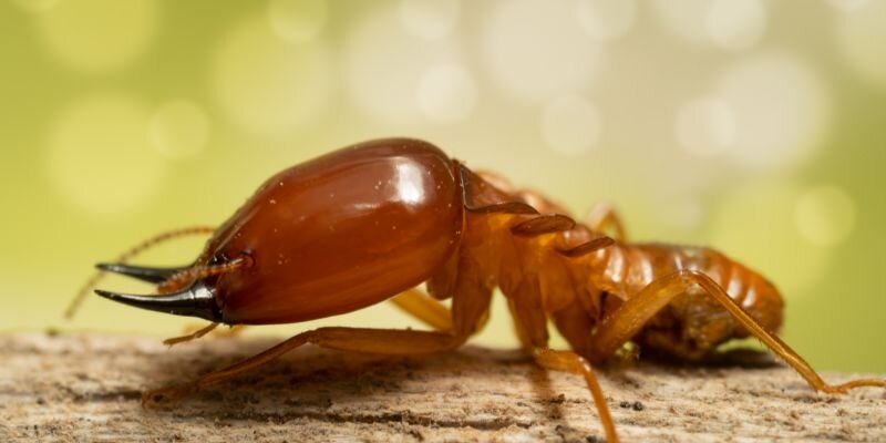 Understanding Termite Bonds and Their Purpose in Florida