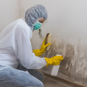 Sell My House With Mold in Florida