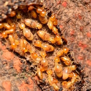 Tips for Selling a House With Termite Damage in Florida
