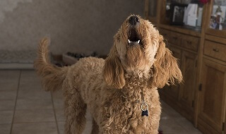 Address The Problems In Your Foxborough MA Property Head On