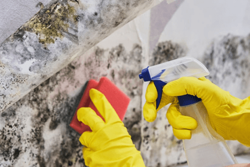 can you clean up mold to sell your home?