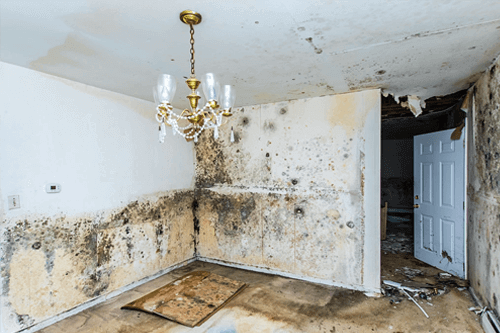 can you sell your home with mold