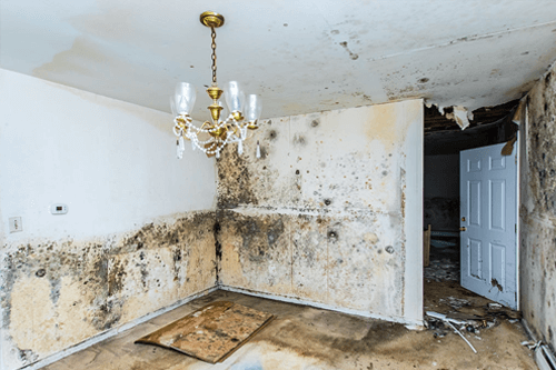 sell house with black mold jacksonville fl