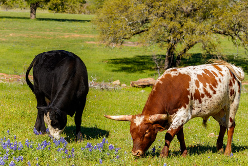 How to Sell Land for Cash in Houston Texas