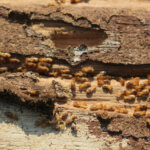 Selling a House with Termite Damage in Texas