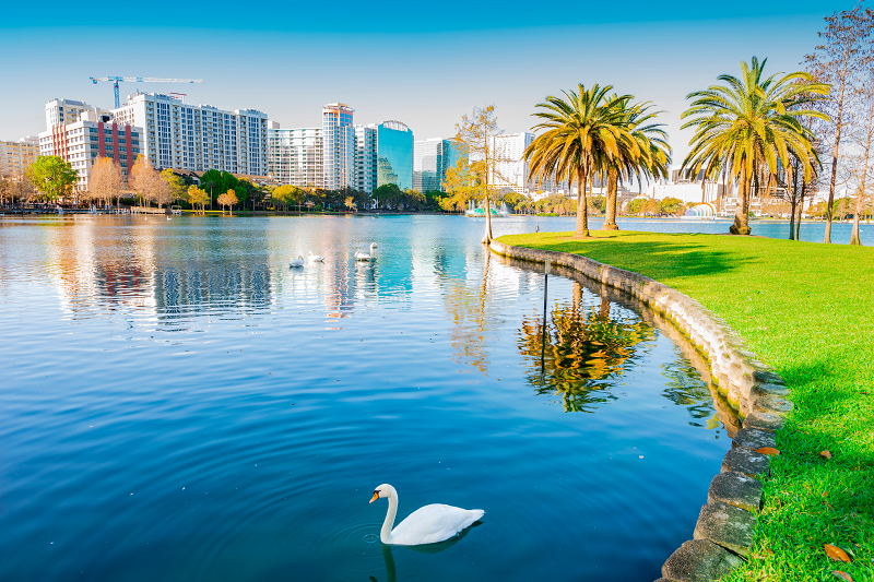 A wide photo of a family of ducks swimming in a lake with the Houston skyline in the back