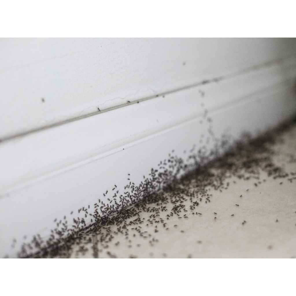 How To Sell House With Pest Infestation | Sell House That Is Pest Infested | Prominent Cash Offer