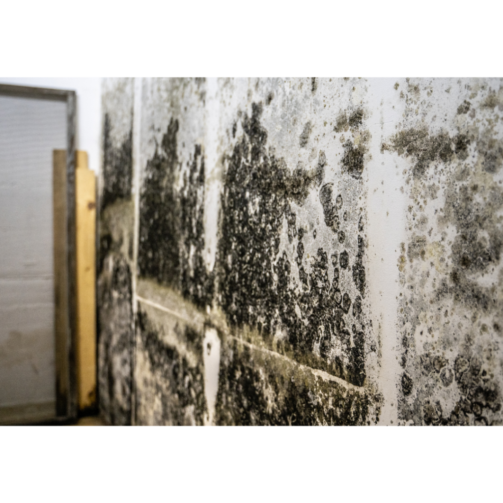 How To Sell House With Mold | Sell House Mold Or Asbestos | Prominent Cash Offer