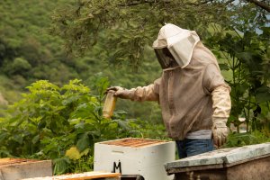 Beekeeping