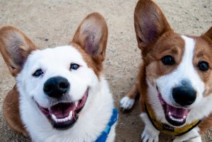 DogPark
