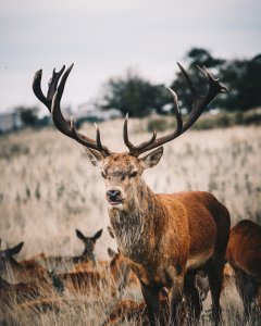 Deer