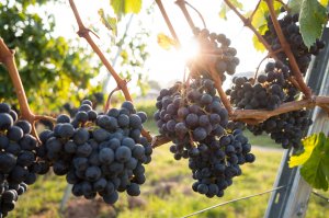 Vineyard