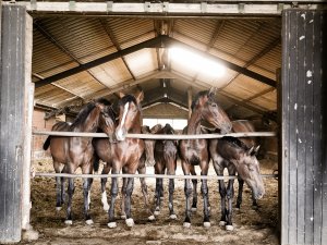 Horses
