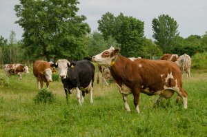 DairyFarm