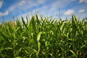 CornMaze