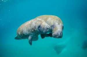 Manatee Park, Fort Myers FL