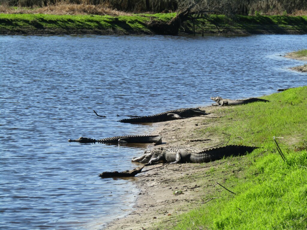 Myakka River State Park, Sarasota County FL