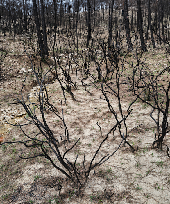 There could be unwanted junk or debris on the land