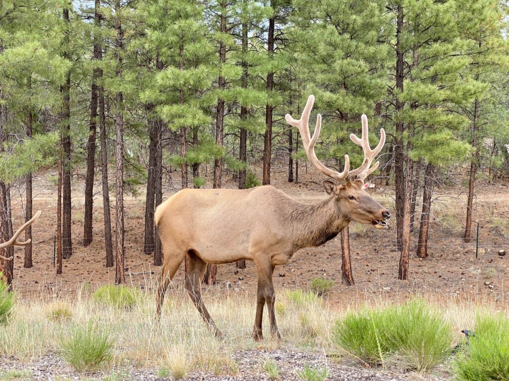 Marble Canyon, Kaibab National Forest AZ