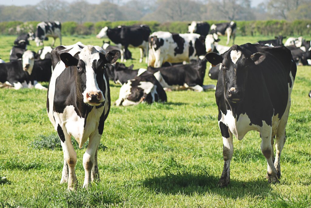 cows on a farm