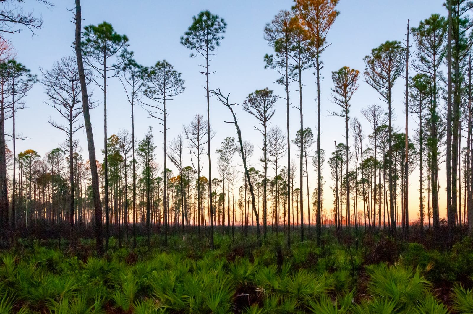 Florida Land For Sale