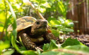 gopher tortoise is protected in parts of florida