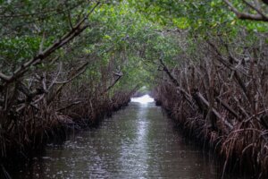 florida everglades