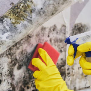 Sell House With Mold California