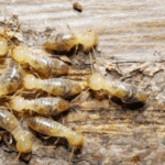 How to Sell a Home With Termites San Bernardino, CA