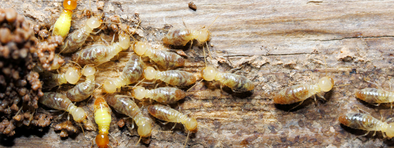How to Sell a Home With Termites [market_city]