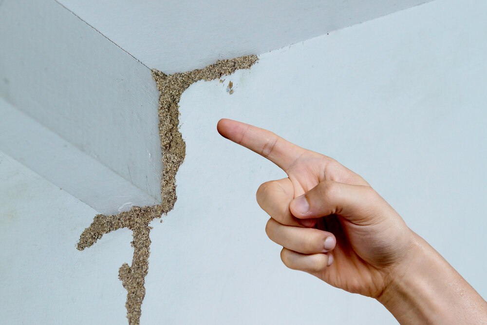 Selling Homes with Pest Problems in Fort Lauderdale, FL