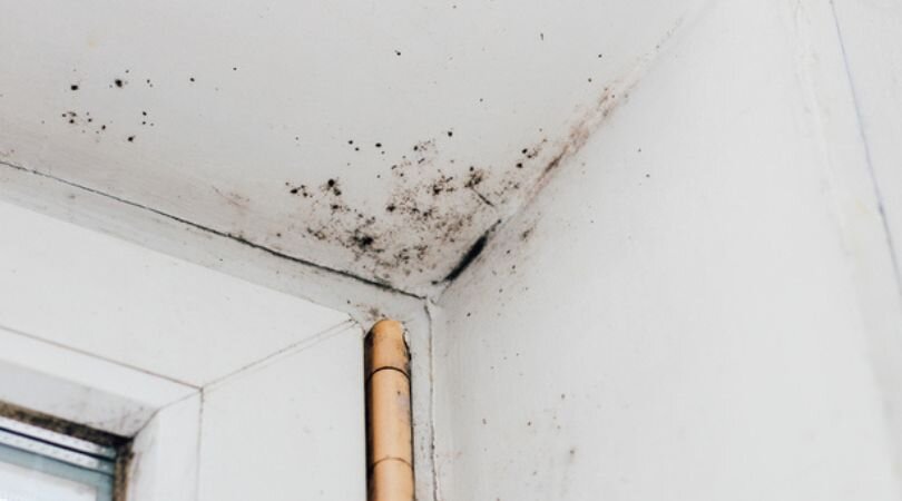 Mold in Home We Buy Houses As-Is in Indiana