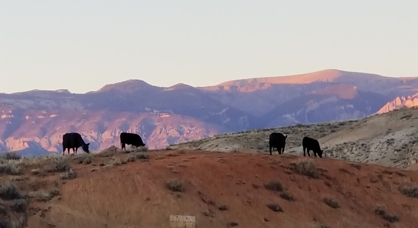 A Wyoming landscape with cows grazing.