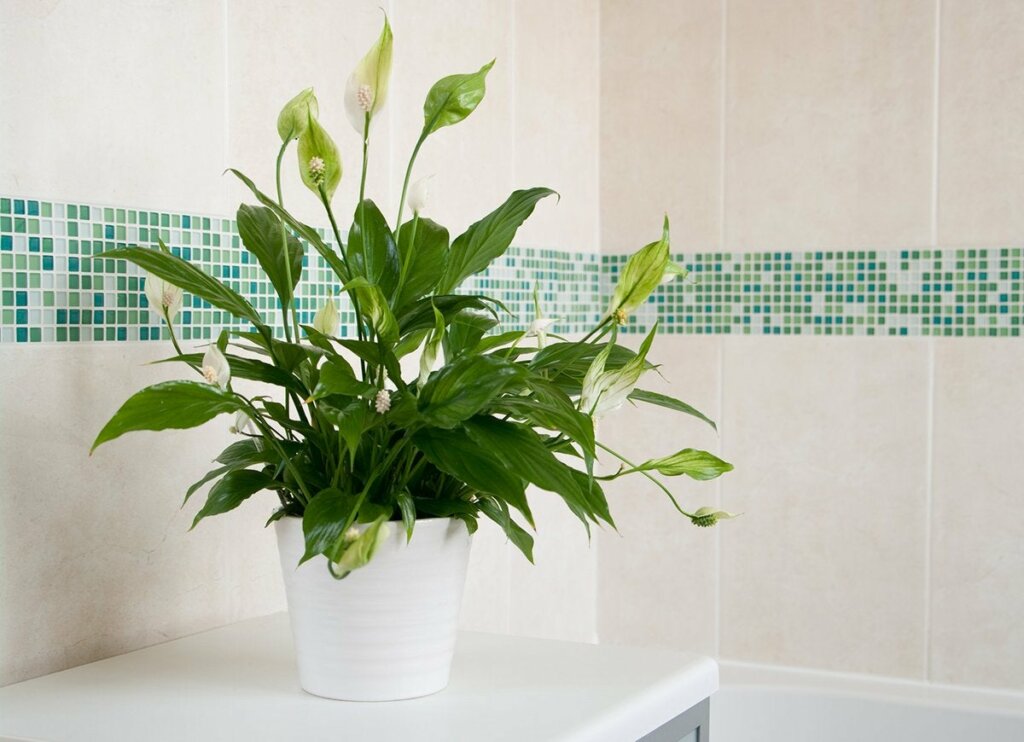 Bathroom Plant