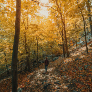 5 Things to Know About Buying Wholesale Land in New York State