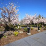 Gresham Spring Cherry Blossoms _ BetterOffHomeBuyers