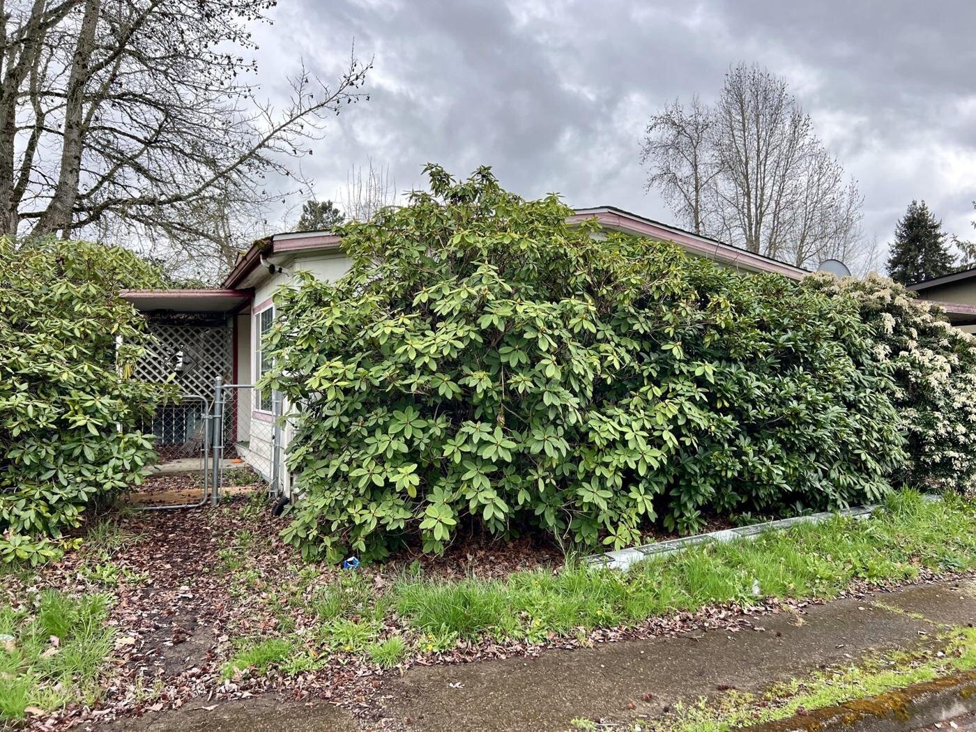 Front of the Salem manufactured home hidden behind overgrown rhododendrons