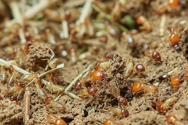 pest control