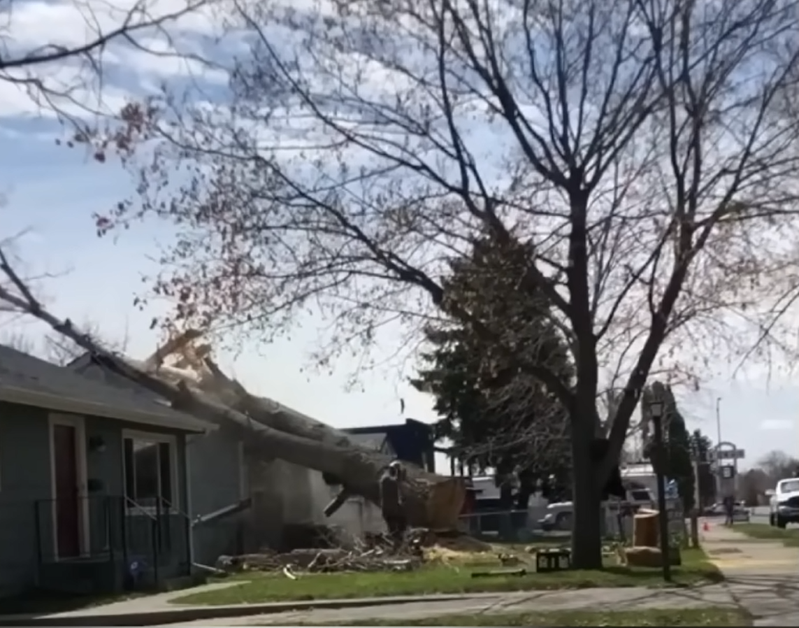 What To Do If A Tree Falls On Your House in Louisville Kentucky