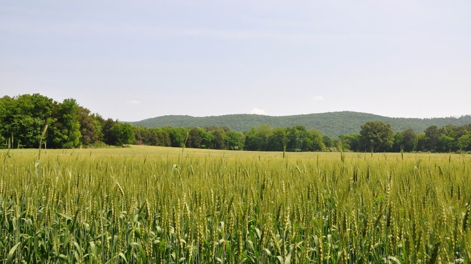 close-up of a green vacant land with tall grass and a hill and forest in the background at North Alabama bethel spring-nature preserve. We Buy Houses in Owens Cross Roads Alabama.