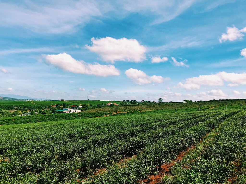Tips for Attracting Land Buyers in Texas