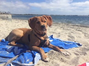 Real Estate Buyers Dog Ella