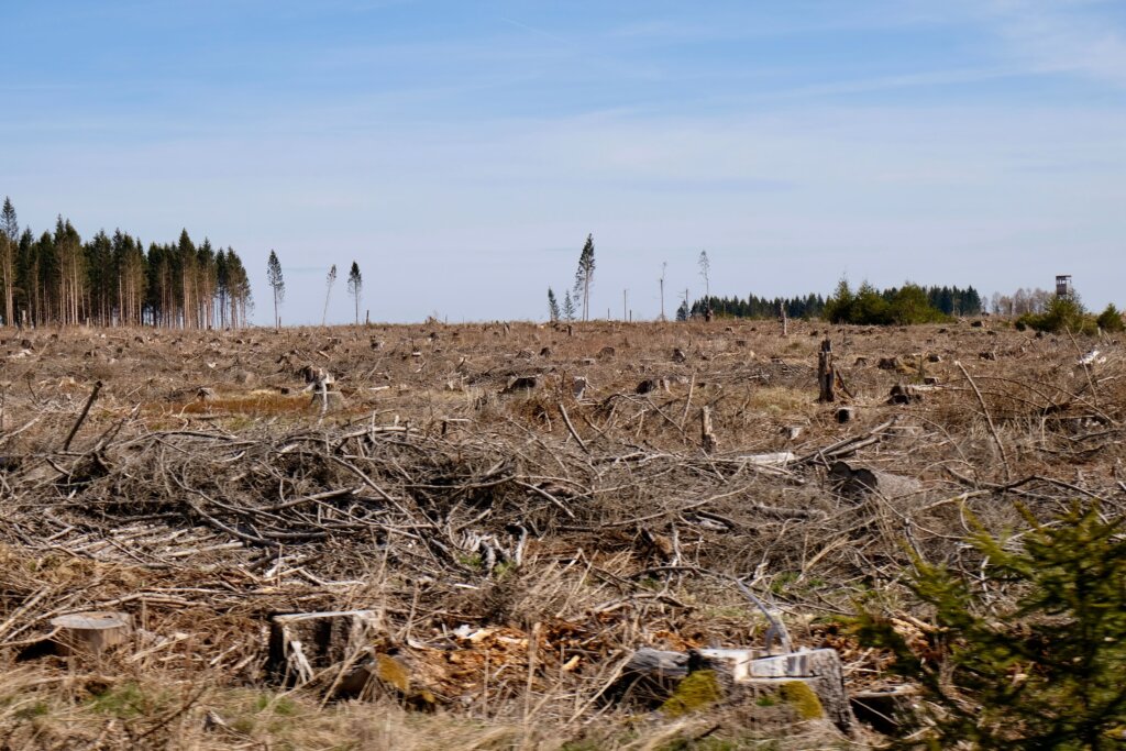 Clearing and cleaning land could be very expensive