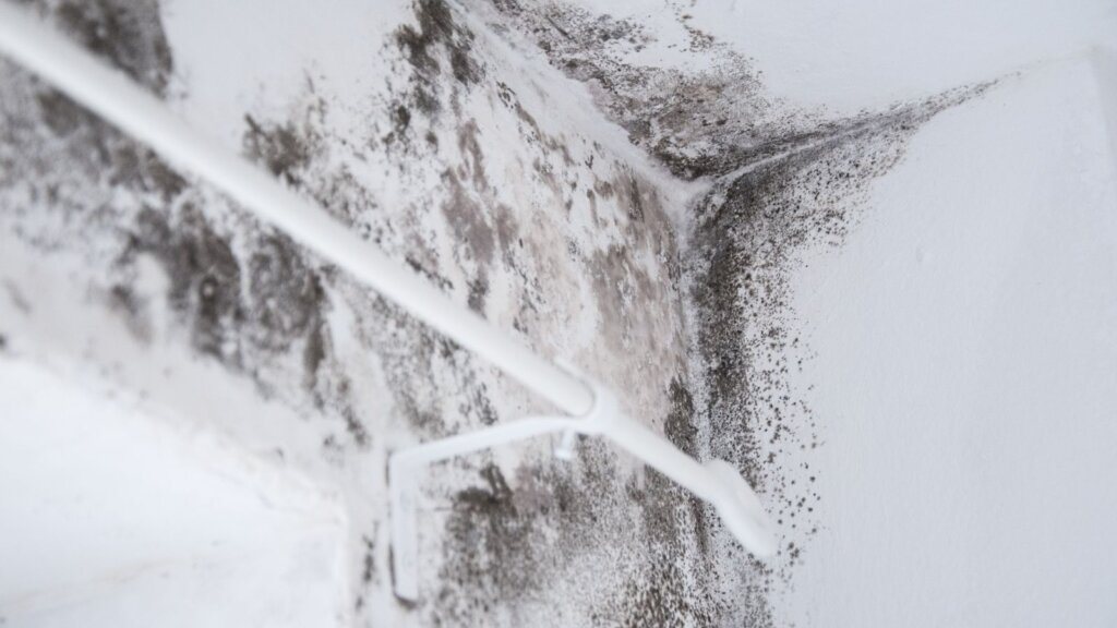 Sell a House With Mold Problems in Southwest Michigan